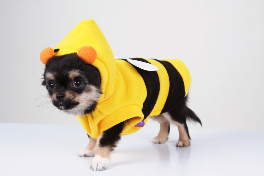 photography, animal, dog, puppy, Natacha Hulsebosch, Animal photography, dog photography, pebbles, pixel, studio photography, cute, adorable, amazing