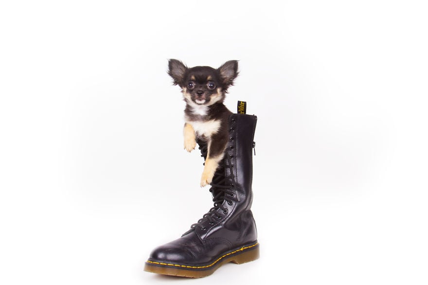 photography, animal, dog, puppy, Natacha Hulsebosch, Animal photography, dog photography, pebbles, pixel, studio photography, cute, adorable, amazing