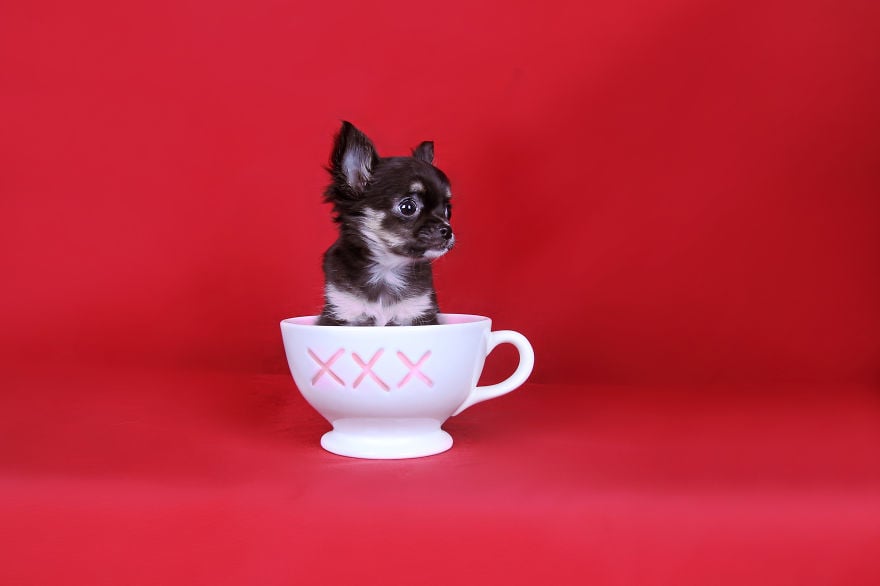 photography, animal, dog, puppy, Natacha Hulsebosch, Animal photography, dog photography, pebbles, pixel, studio photography, cute, adorable, amazing