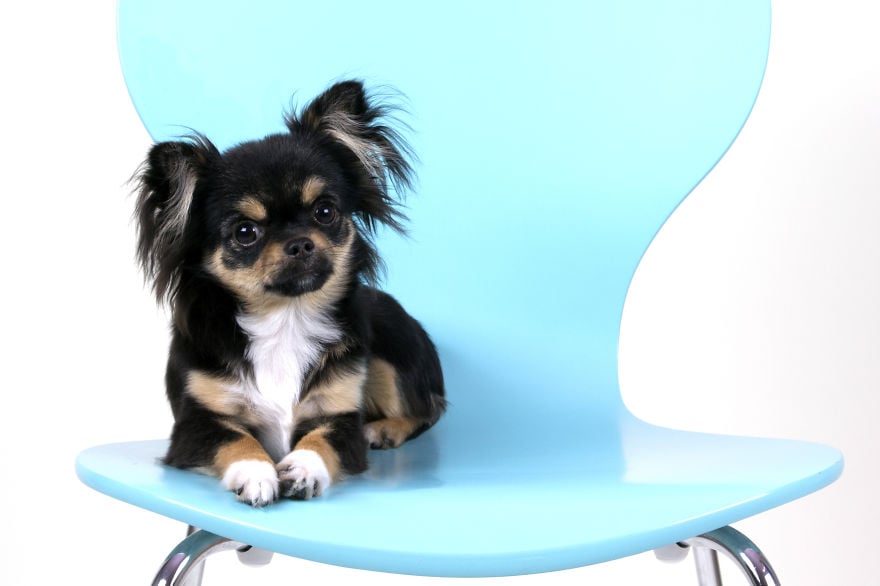photography, animal, dog, puppy, Natacha Hulsebosch, Animal photography, dog photography, pebbles, pixel, studio photography, cute, adorable, amazing