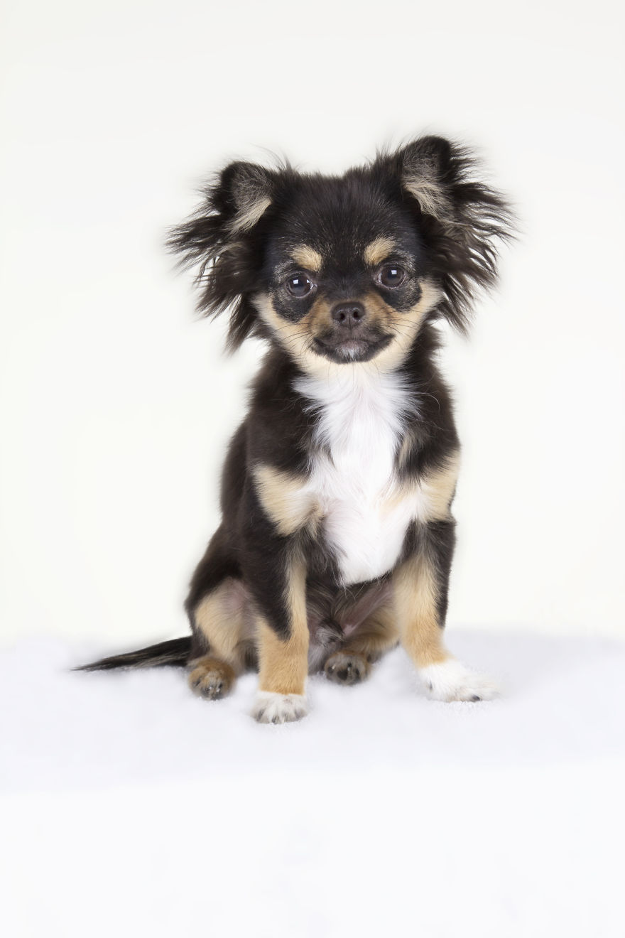 photography, animal, dog, puppy, Natacha Hulsebosch, Animal photography, dog photography, pebbles, pixel, studio photography, cute, adorable, amazing