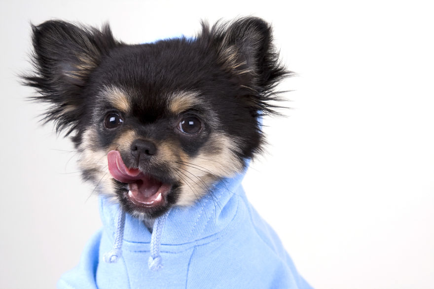 photography, animal, dog, puppy, Natacha Hulsebosch, Animal photography, dog photography, pebbles, pixel, studio photography, cute, adorable, amazing