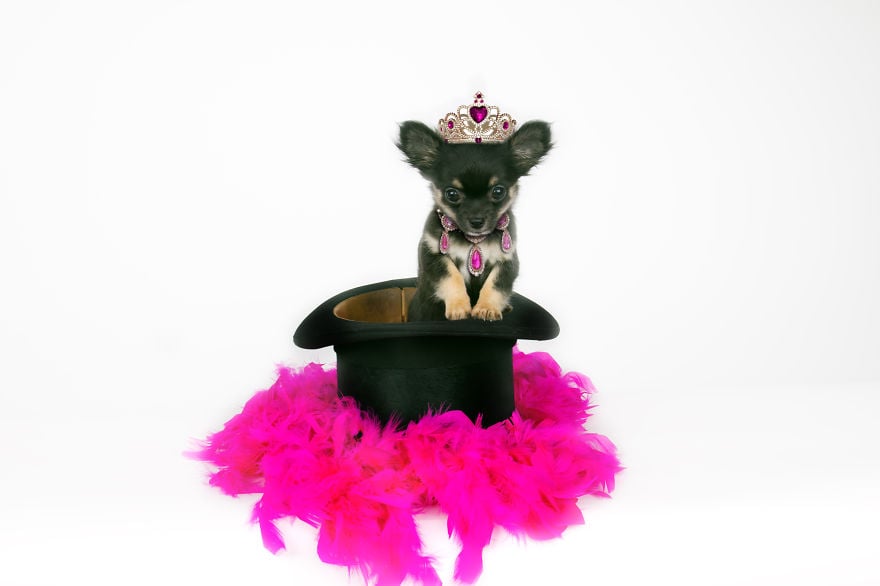 photography, animal, dog, puppy, Natacha Hulsebosch, Animal photography, dog photography, pebbles, pixel, studio photography, cute, adorable, amazing