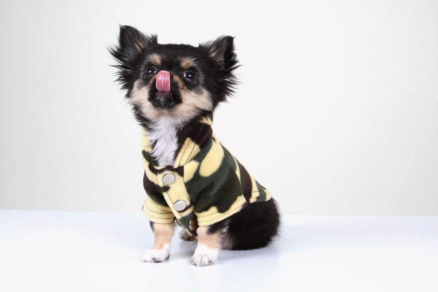 photography, animal, dog, puppy, Natacha Hulsebosch, Animal photography, dog photography, pebbles, pixel, studio photography, cute, adorable, amazing