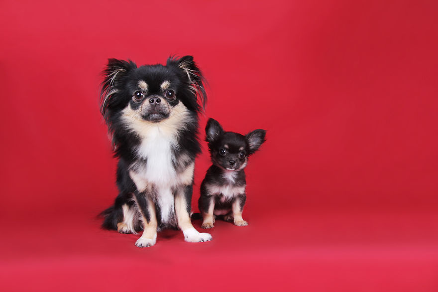 photography, animal, dog, puppy, Natacha Hulsebosch, Animal photography, dog photography, pebbles, pixel, studio photography, cute, adorable, amazing