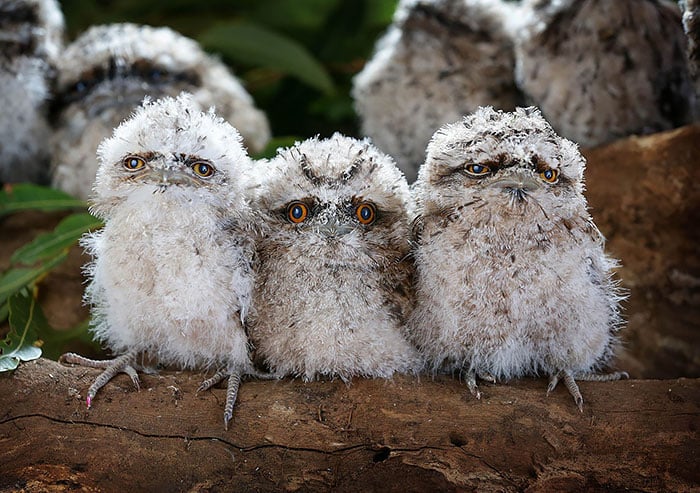 Tawny frogmouth, bird, australia, australian wildlife, cute, fluffy bird, funny bird, owl look-alike, wildlife, beautiful, adorable, lovely