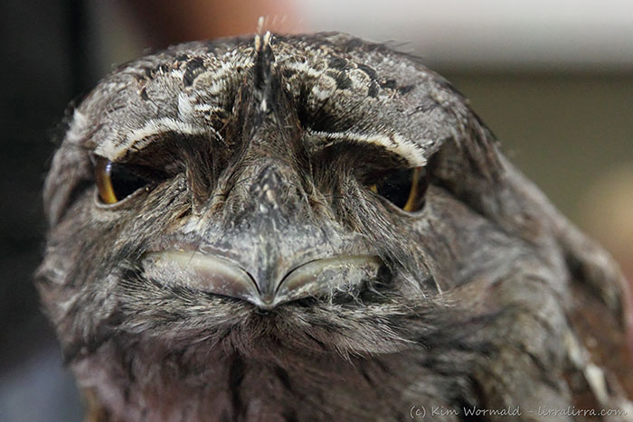 Tawny frogmouth, bird, australia, australian wildlife, cute, fluffy bird, funny bird, owl look-alike, wildlife, beautiful, adorable, lovely