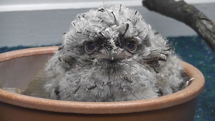 Tawny frogmouth, bird, australia, australian wildlife, cute, fluffy bird, funny bird, owl look-alike, wildlife, beautiful, adorable, lovely