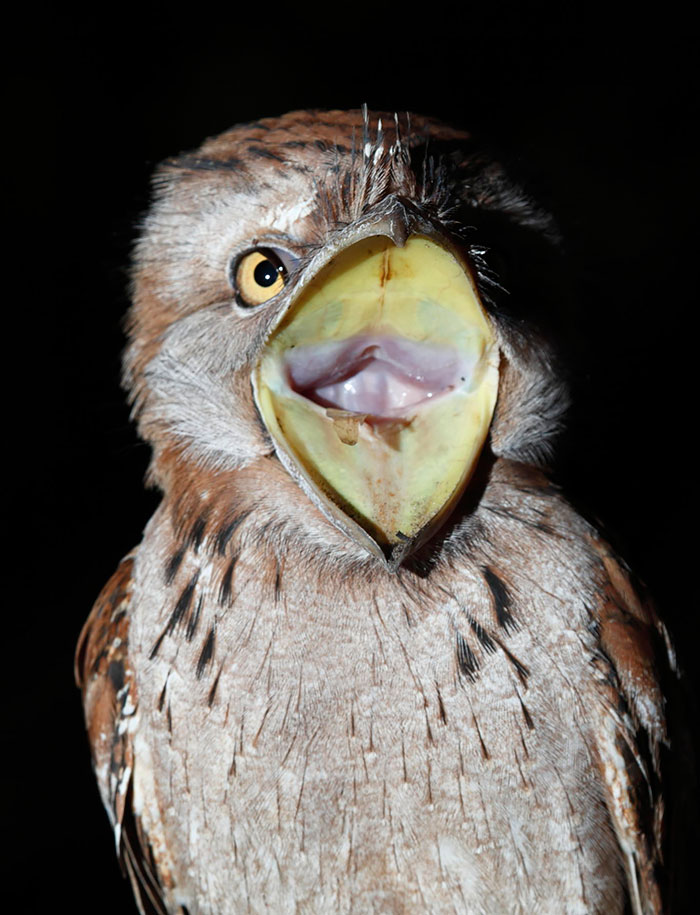 Tawny frogmouth, bird, australia, australian wildlife, cute, fluffy bird, funny bird, owl look-alike, wildlife, beautiful, adorable, lovely