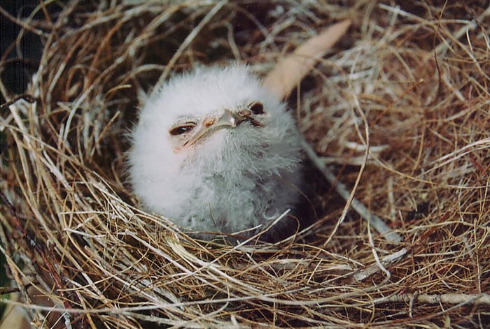 Tawny frogmouth, bird, australia, australian wildlife, cute, fluffy bird, funny bird, owl look-alike, wildlife, beautiful, adorable, lovely