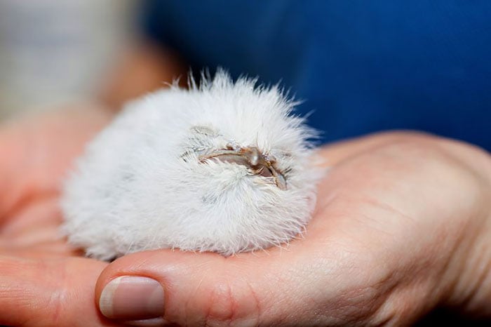 Tawny frogmouth, bird, australia, australian wildlife, cute, fluffy bird, funny bird, owl look-alike, wildlife, beautiful, adorable, lovely