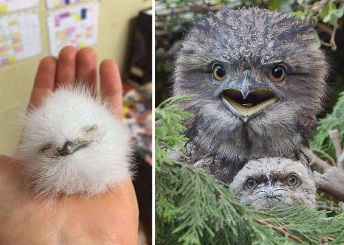 tawny frogmouth, bird, Australia, Australian Wildlife, cute, fluffy bird, funny bird, owl look-alike, wildlife, beautiful, adorable, lovely