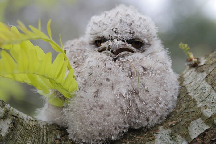tawny frogmouth, bird, Australia, Australian Wildlife, cute, fluffy bird, funny bird, owl look-alike, wildlife, beautiful, adorable, lovely