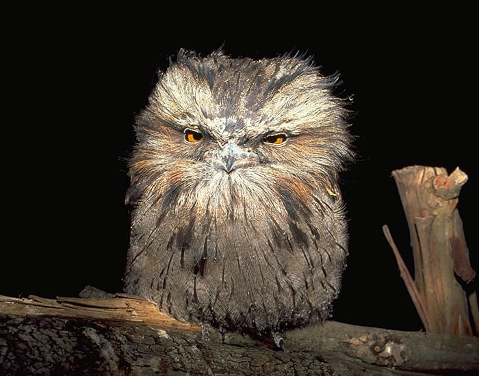 Tawny frogmouth, bird, australia, australian wildlife, cute, fluffy bird, funny bird, owl look-alike, wildlife, beautiful, adorable, lovely