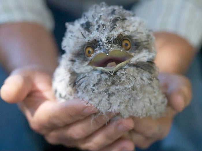 Tawny frogmouth, bird, australia, australian wildlife, cute, fluffy bird, funny bird, owl look-alike, wildlife, beautiful, adorable, lovely