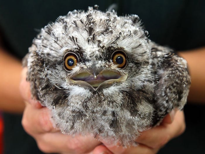 tawny frogmouth, bird, Australia, Australian Wildlife, cute, fluffy bird, funny bird, owl look-alike, wildlife, beautiful, adorable, lovely