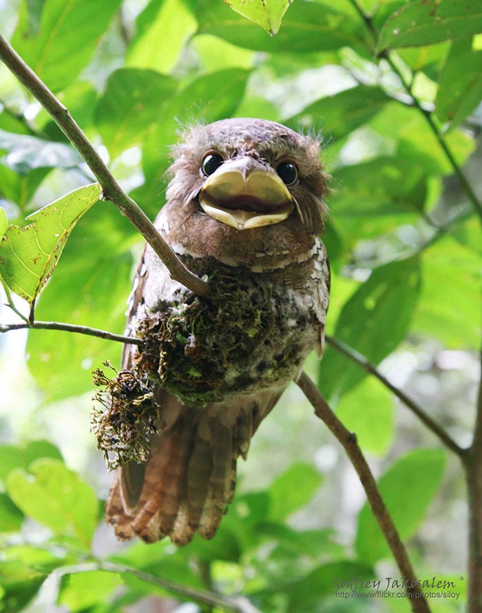 tawny frogmouth, bird, Australia, Australian Wildlife, cute, fluffy bird, funny bird, owl look-alike, wildlife, beautiful, adorable, lovely