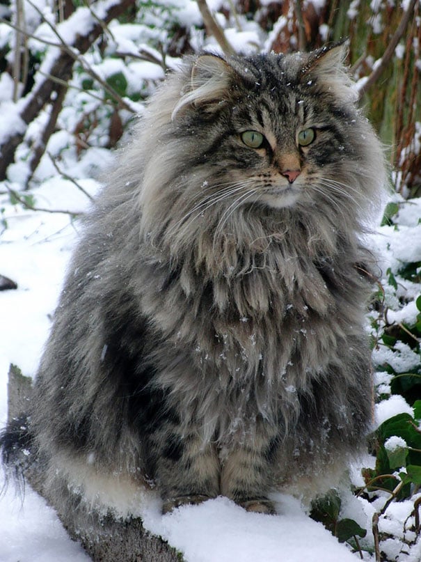 Cat, animal, kitten, maine coon cat, cat breeds, cat photos, photography, cute, adorable, giant cats, unique cats, amazing