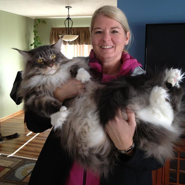 Cat, animal, kitten, maine coon cat, cat breeds, cat photos, photography, cute, adorable, giant cats, unique cats, amazing