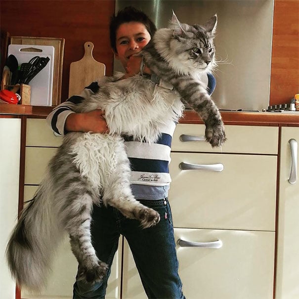 Cat, animal, kitten, maine coon cat, cat breeds, cat photos, photography, cute, adorable, giant cats, unique cats, amazing