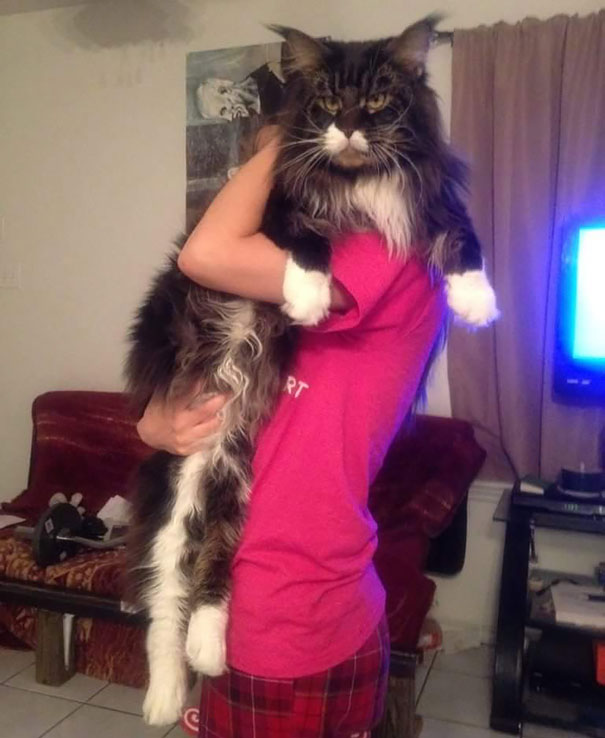Cat, animal, kitten, maine coon cat, cat breeds, cat photos, photography, cute, adorable, giant cats, unique cats, amazing