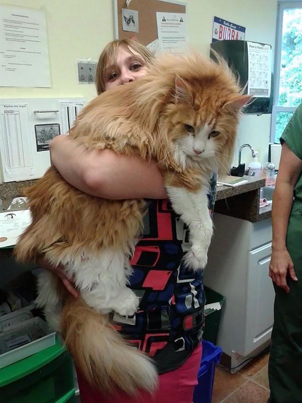 cat, animal, kitten, maine coon cat, cat breeds, cat photos, photography, cute, adorable, giant cats, unique cats, amazing