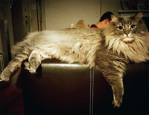 Cat, animal, kitten, maine coon cat, cat breeds, cat photos, photography, cute, adorable, giant cats, unique cats, amazing