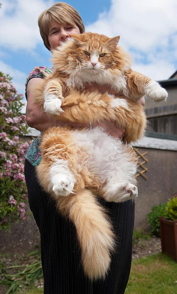 54 HQ Images Maine Coon Cat Weight At 6 Months - These Super Fluffy Maine Coon Kittens Are SO Small It's ...