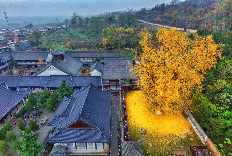 Ginkgo, tree, yellow, leaves, chinese, china, buddhist temple, autumn, beautiful autumn, budha, golden tree, gu guanyin buddhist temple,oldest tree, beautiful, amazing