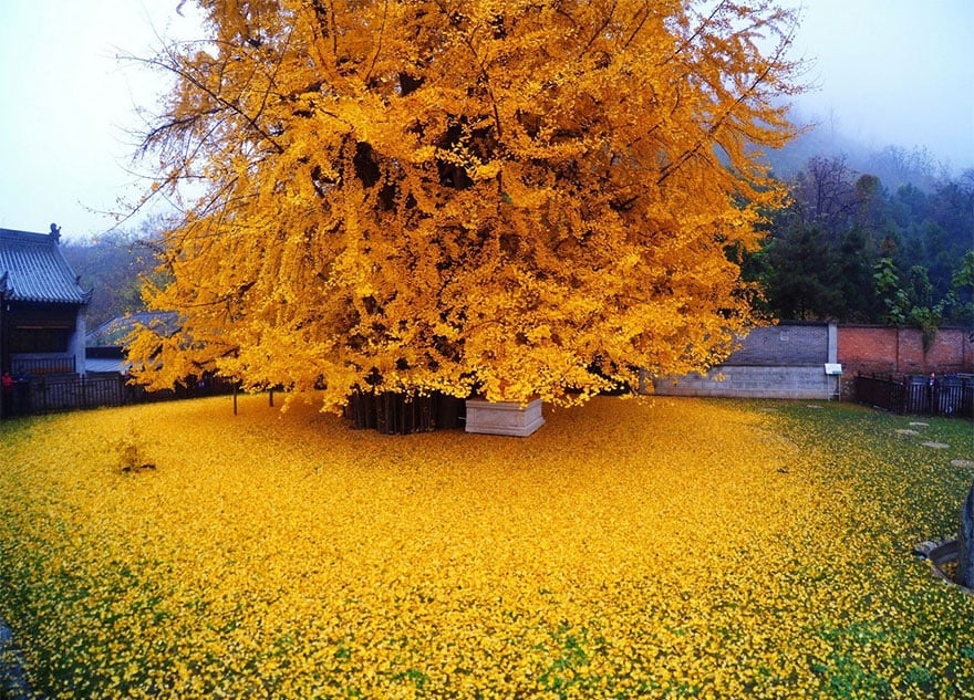 Ginkgo, tree, yellow, leaves, chinese, china, buddhist temple, autumn, beautiful autumn, budha, golden tree, gu guanyin buddhist temple,oldest tree, beautiful, amazing