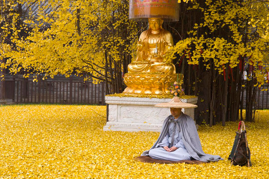 Ginkgo, tree, yellow, leaves, chinese, china, buddhist temple, autumn, beautiful autumn, budha, golden tree, gu guanyin buddhist temple,oldest tree, beautiful, amazing