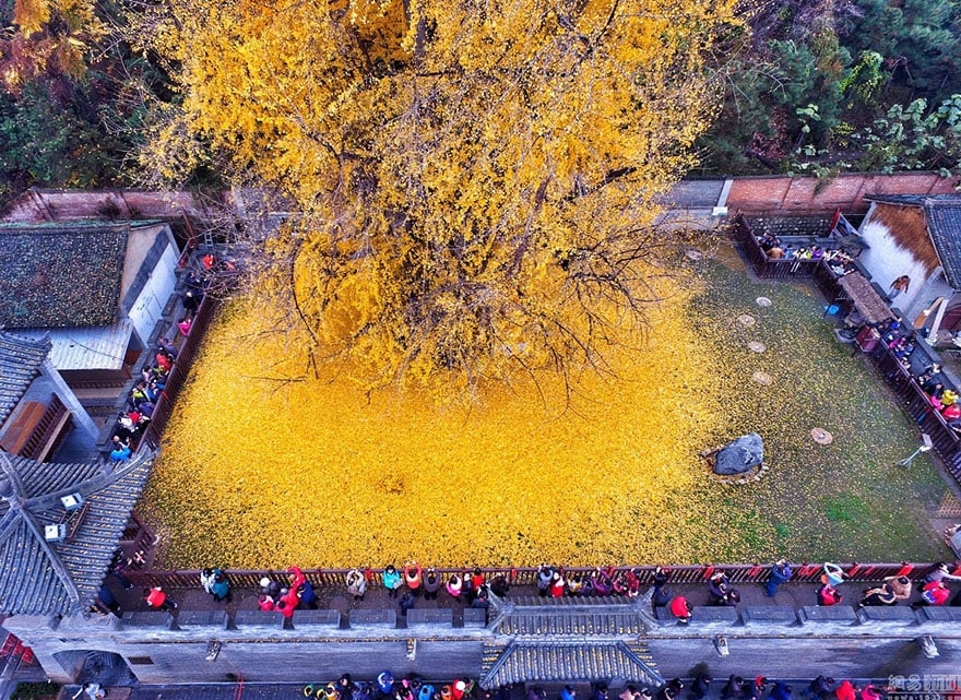 Ginkgo, tree, yellow, leaves, chinese, china, buddhist temple, autumn, beautiful autumn, budha, golden tree, gu guanyin buddhist temple,oldest tree, beautiful, amazing