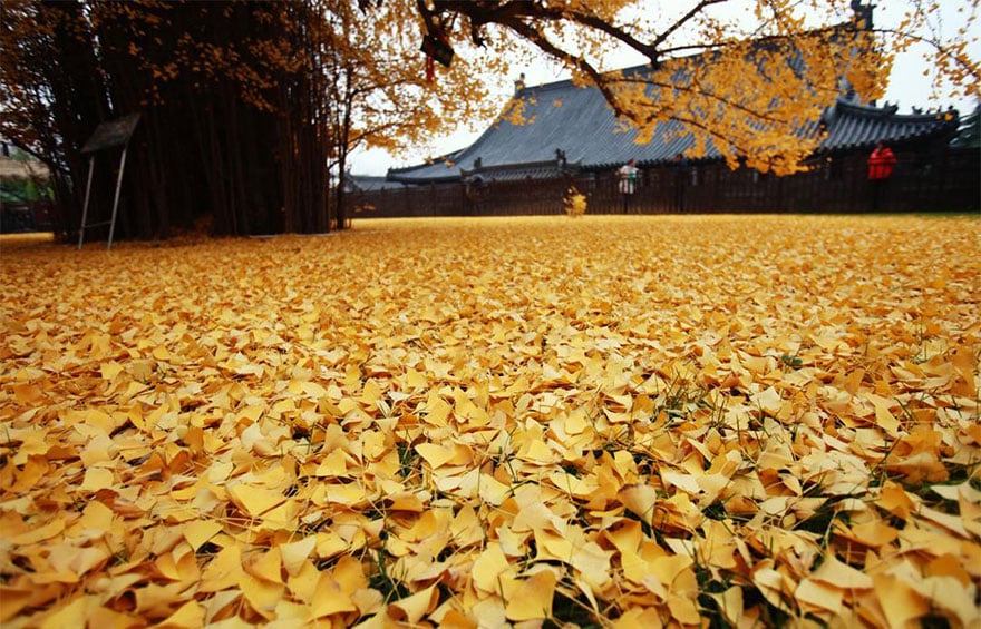 Ginkgo, tree, yellow, leaves, chinese, china, buddhist temple, autumn, beautiful autumn, budha, golden tree, gu guanyin buddhist temple,oldest tree, beautiful, amazing