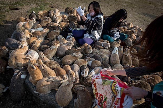 Islands, haunted, abandoned, isolated, inhabitant, ghost, creepy, cat shrine, artificial island, japan, usa, mexico, england, war, mystery rabbit island, north and south brother islands, hart island, isla de las muñecas, island of the dolls, tashirojima, no man's Land Fort, Fort Carroll Island