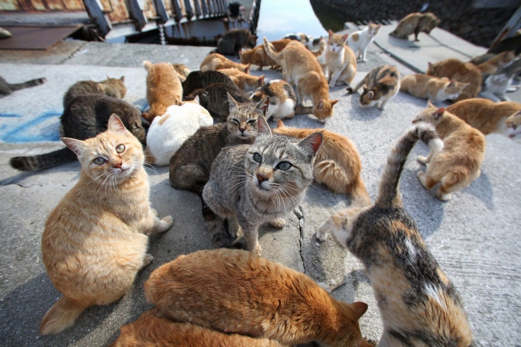 Islands, haunted, abandoned, isolated, inhabitant, ghost, creepy, cat shrine, artificial island, japan, usa, mexico, england, war, mystery rabbit island, north and south brother islands, hart island, isla de las muñecas, island of the dolls, tashirojima, no man's Land Fort, Fort Carroll Island