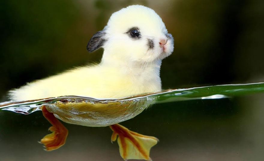 9 weird Photoshopped Animal Hybrids Bred | Reckon Talk 9 weird Photoshopped Animal Hybrids Bred | Reckon Talk