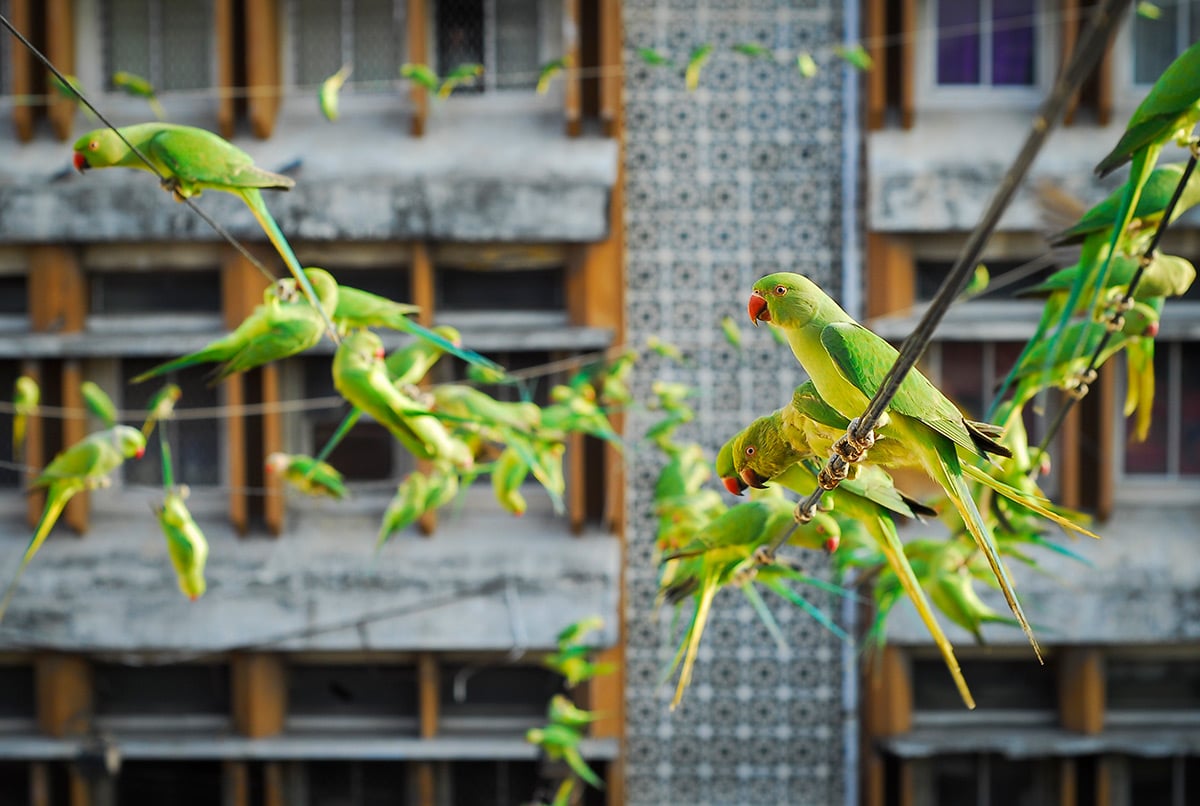 parrots, green parakeets, birds, pets, creature, Chennai, India, camera repairman, Sekar, tsunami struck, hungry, feed, rice, cook food, animals, cute, little, green parrots, tiny, adorable, sweet, lovely, beautiful, wow, amazing, great, feeding