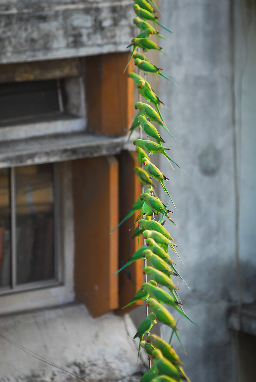 Parrots, green parakeets, birds, pets, creature, chennai, india, camera repairman, sekar, tsunami struck, hungry, feed, rice, cook food, animals, cute, little, green parrots, tiny, adorable, sweet, lovely, beautiful, wow, amazing, great, feeding