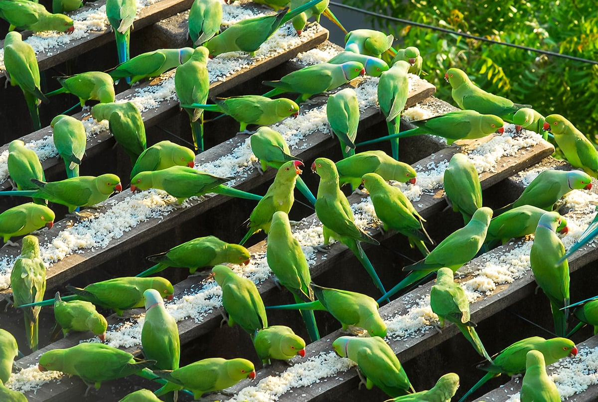 parrots, green parakeets, birds, pets, creature, Chennai, India, camera repairman, Sekar, tsunami struck, hungry, feed, rice, cook food, animals, cute, little, green parrots, tiny, adorable, sweet, lovely, beautiful, wow, amazing, great, feeding