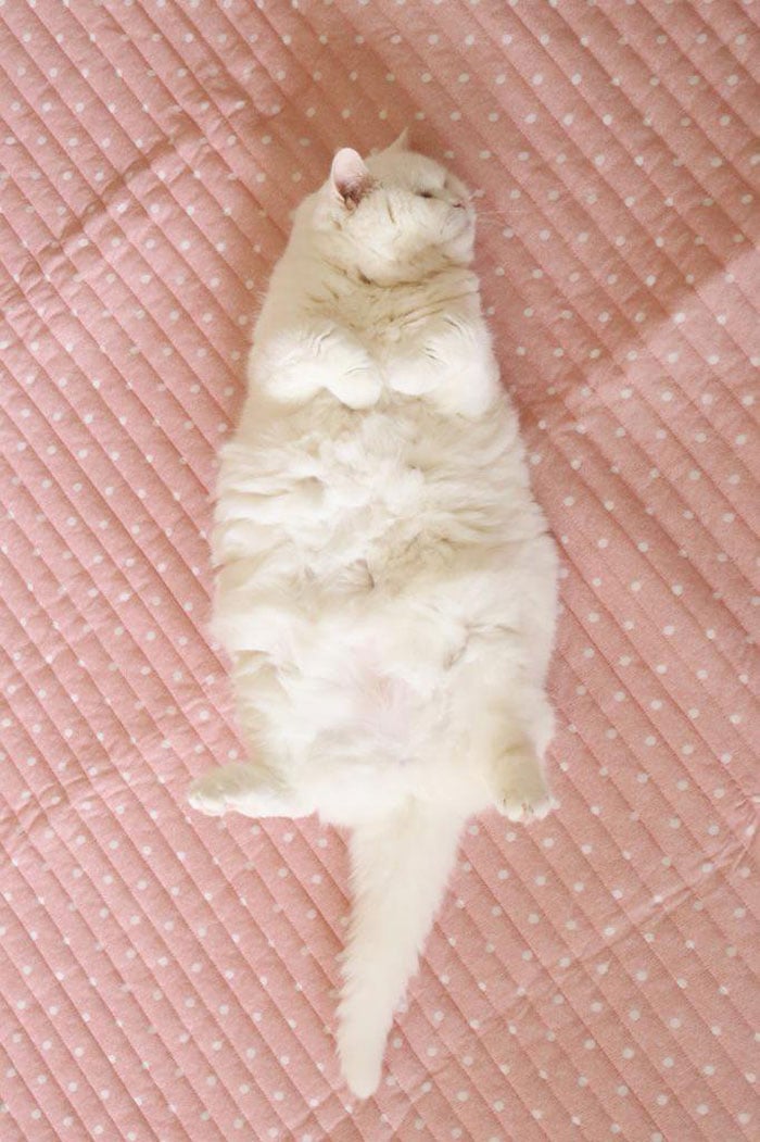 japanese, cat, scottish, ura-chan, amimal, cute, lazy, Cat costumes, funny, old cat, senile cat, Ura, amazing, awesome, internet star, japan