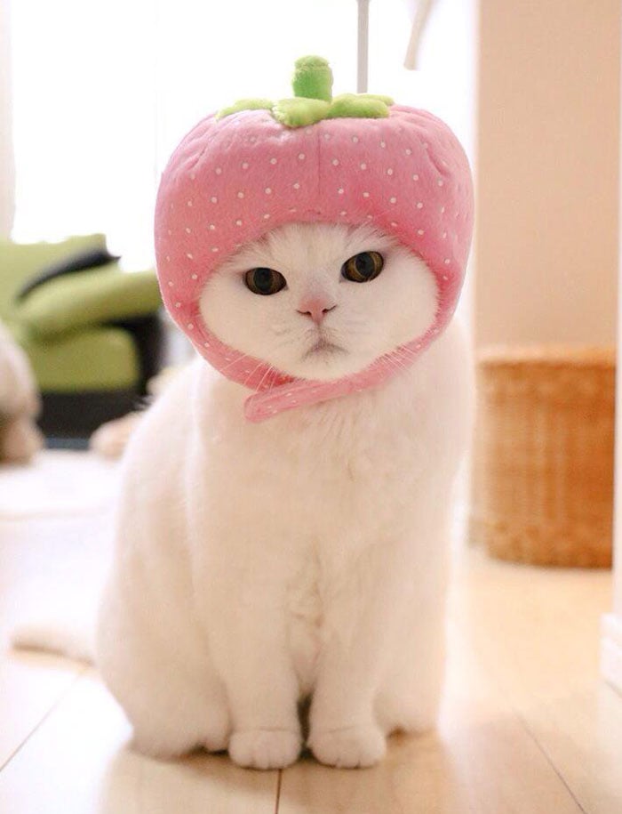 japanese, cat, scottish, ura-chan, amimal, cute, lazy, Cat costumes, funny, old cat, senile cat, Ura, amazing, awesome, internet star, japan
