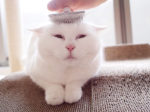 Meet This Laziest Internet Star 17 Year Old Japanese Cat
