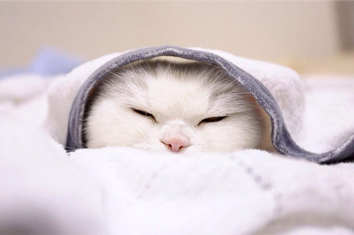 japanese, cat, scottish, ura-chan, amimal, cute, lazy, Cat costumes, funny, old cat, senile cat, Ura, amazing, awesome, internet star, japan