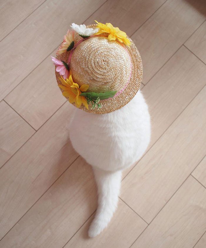 japanese, cat, scottish, ura-chan, amimal, cute, lazy, Cat costumes, funny, old cat, senile cat, Ura, amazing, awesome, internet star, japan