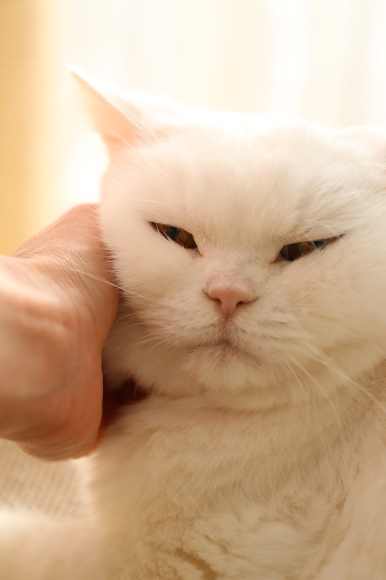 japanese, cat, scottish, ura-chan, amimal, cute, lazy, Cat costumes, funny, old cat, senile cat, Ura, amazing, awesome, internet star, japan