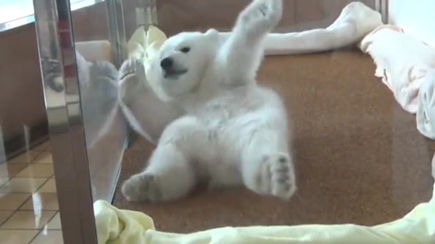 polar bear, baby, cub, japan, zoo, viral, cute video