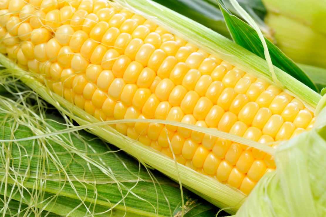 makka, makka ke fayde,benefits of corn,benefits,corn skin benefits,health facts,corn benefit for health,health,health benefits