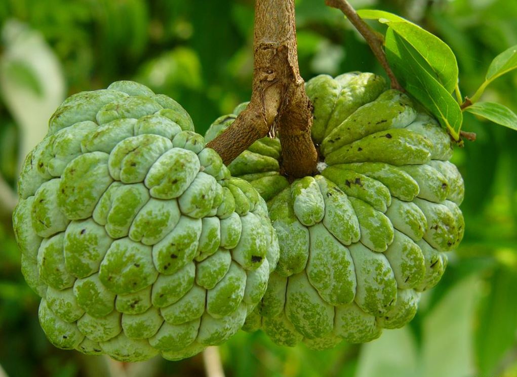 sitaphal, sitaphal ke fayde,benefits of custard apple,benefits,custard apple skin benefits,health facts,custard apple benefit for health,health,health benefits