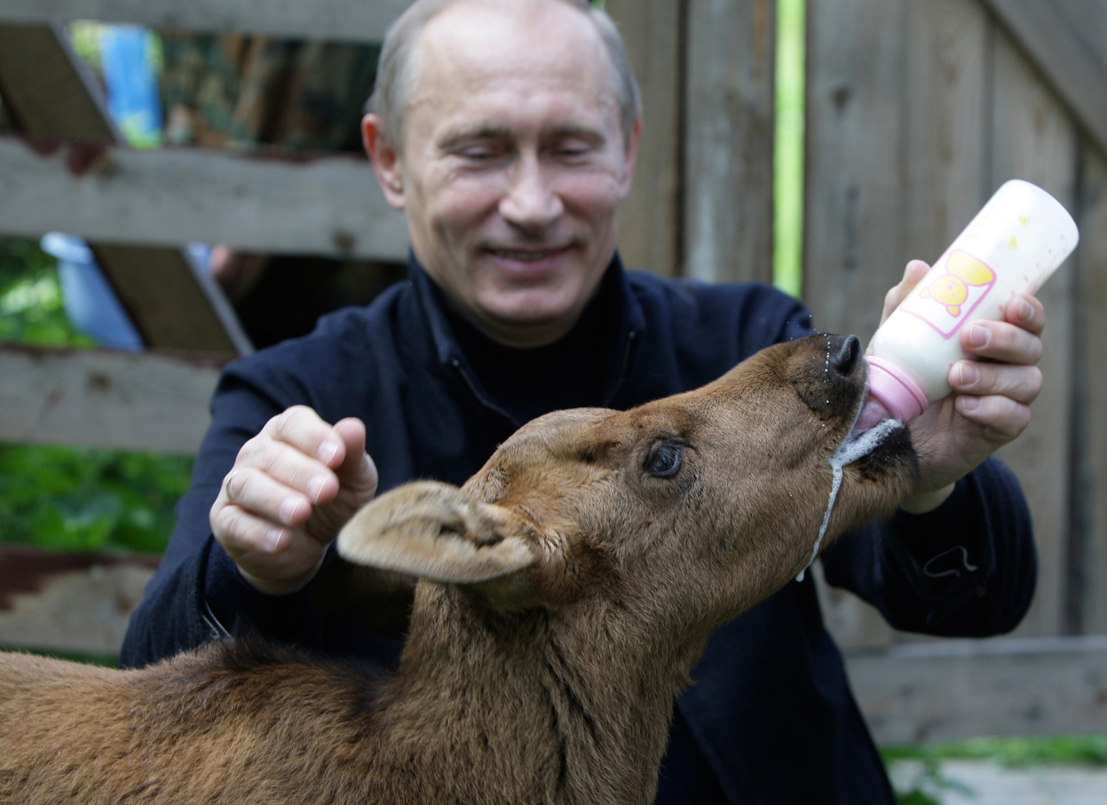 Putin feeding young moose