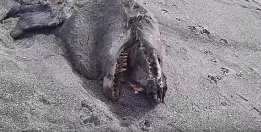 mystery, new zealand, sea monster, pukehina beach, creature, strange, solved
